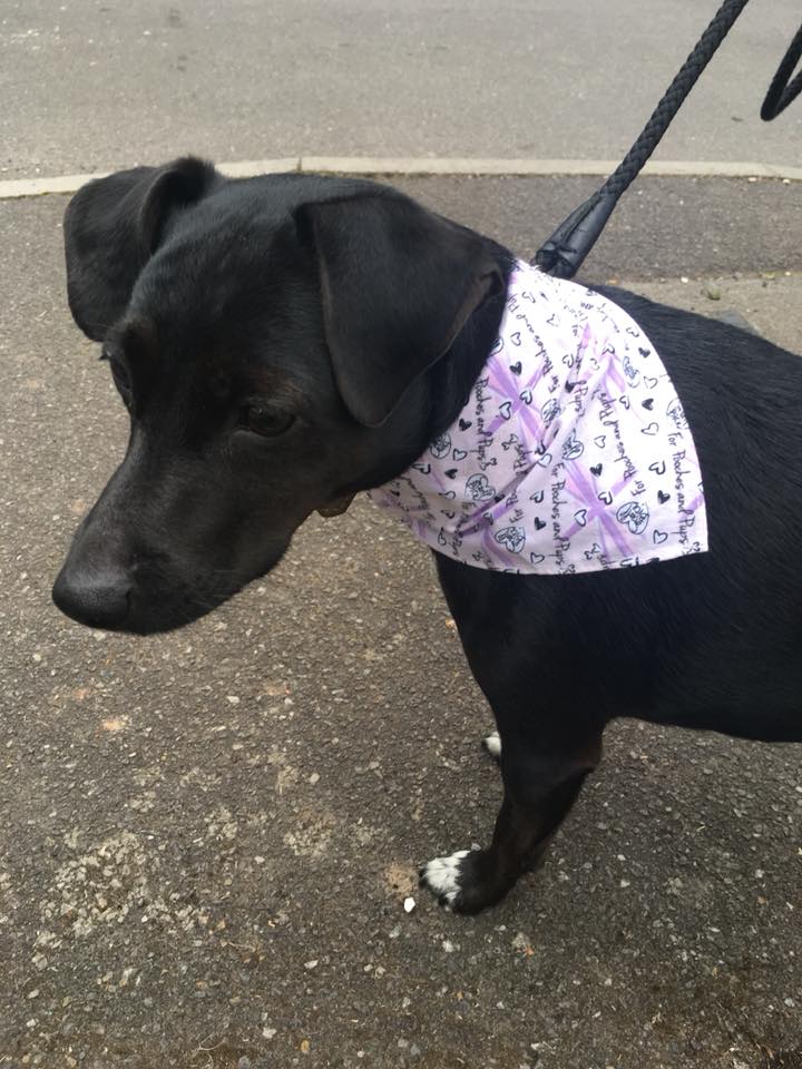 Image of my black dog Trixie wearing a pink bandana. Fact about me