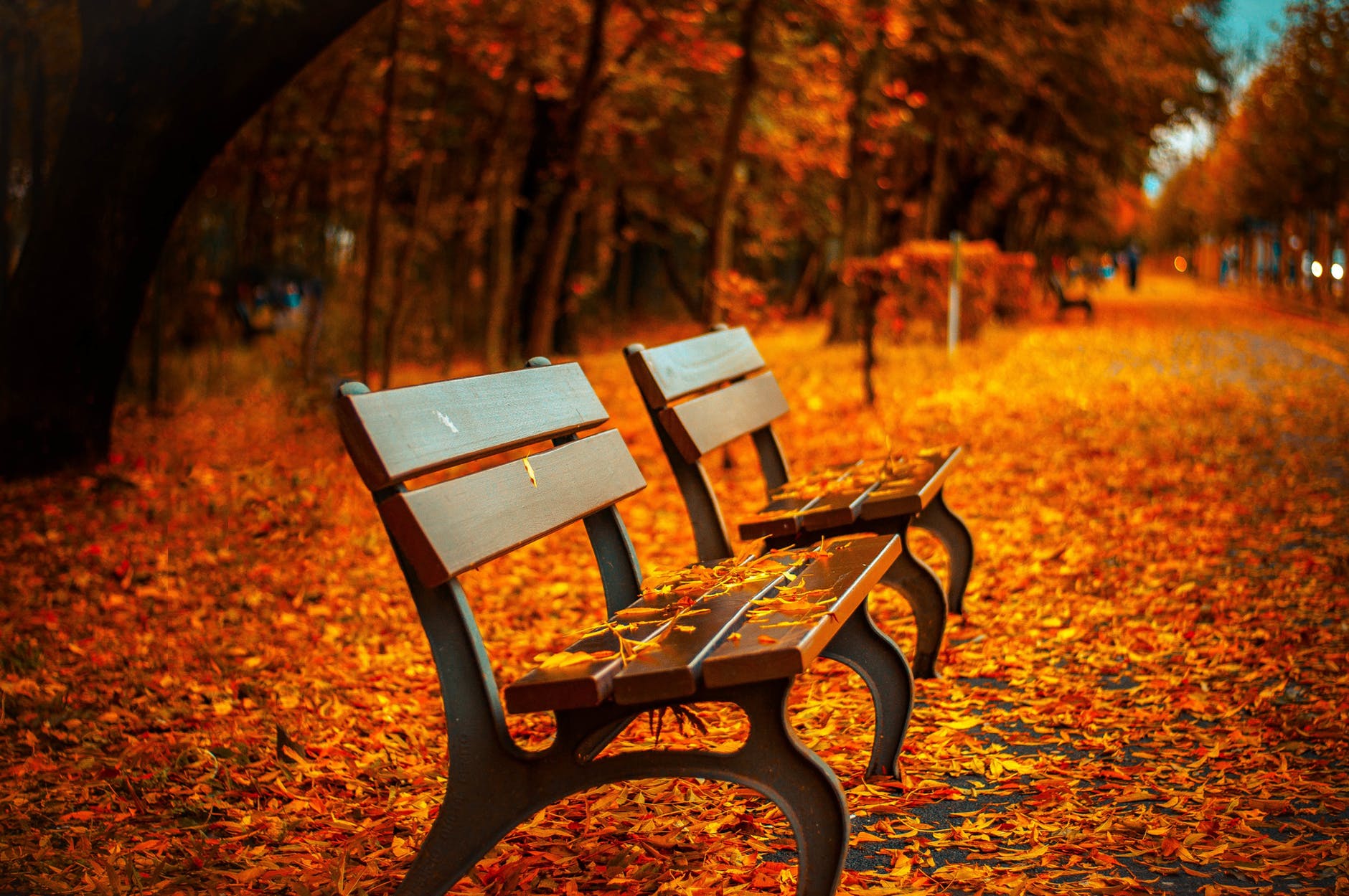autumn avenue bench fall for bucket list post