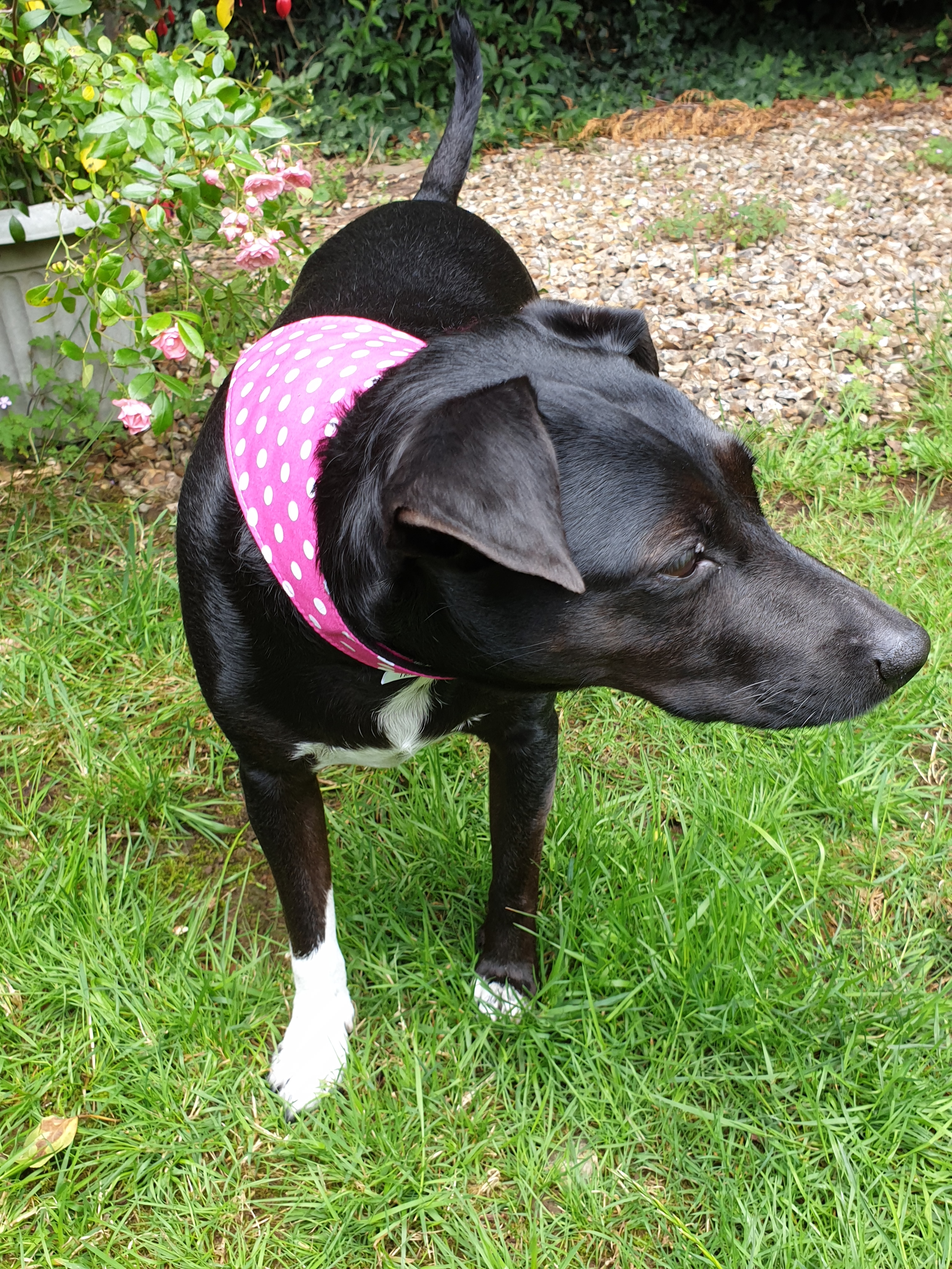 Gift guide option, Peach Perfect white & white spotted bandana on black dog. 